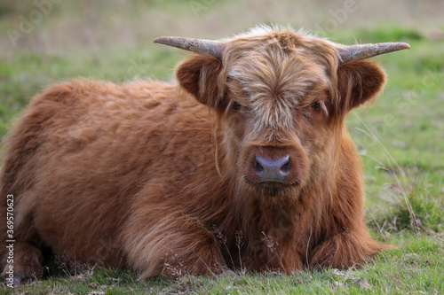 Highland Cow in the Black Mountains