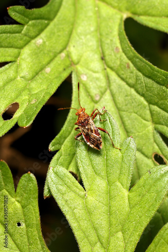 Rhopalus subrufus.