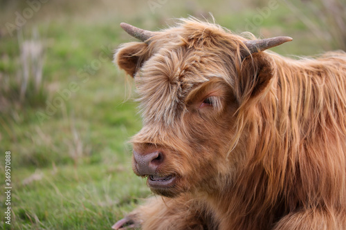 Highland Cow in the Black Mountains