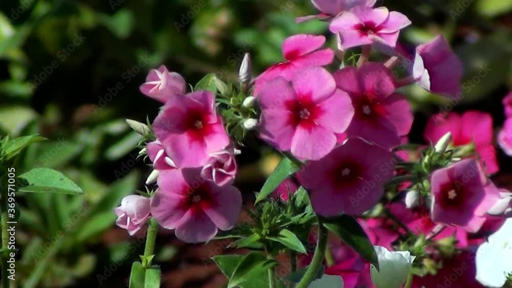 Colorful gardens: Impatiens walleriana also known as busy Lizzie, balsam, sultana, or simply impatiens. Colorful gardens: Impatiens walleriana also known as busy Lizzie, balsam, sultana, or simply impatiens.