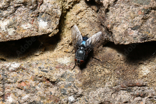 Bluebottle fly - Calliphora vicina.