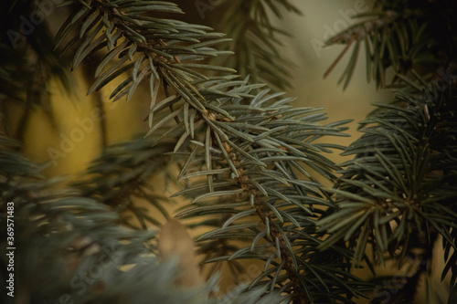 close up pine
