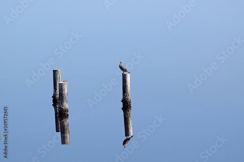 A double crested cormorant reflecting on the still waters of Lake Powell in the morning at Camp Helen State Park near Panama City Beach, FL. © Perry