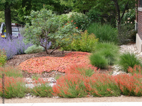 xeriscape garden landscape with hardy ice plant, catmint, penstemon and pine photo