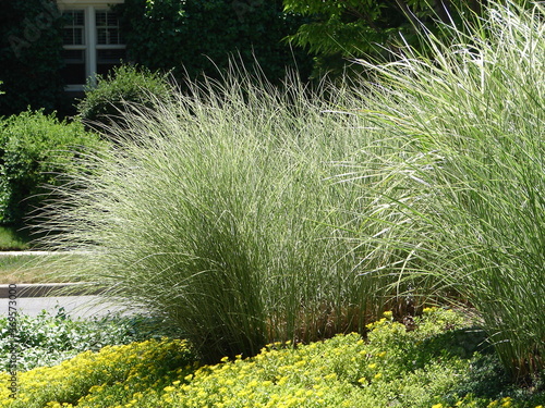 Miscanthus sinensis 'Morning Light' - ornamental grass in a xeriscape garden, light green tall grasses with dark background