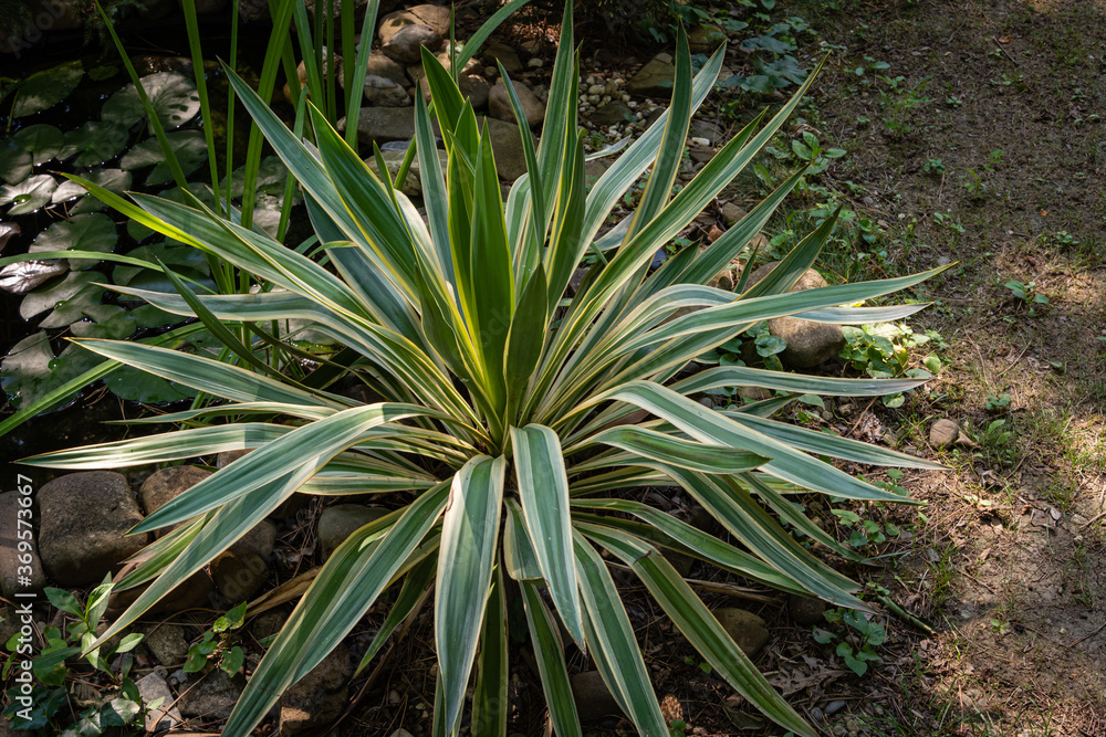 Yucca Gloriosa Variegata on shore of garden pond. Beautiful striped leaves of yucca gloriosa variegata in evergreen landscaped garden. Clear sunny summer day. North Caucasus nature concept for design. Yucca Gloriosa Variegata on shore of garden pond. Beautiful striped leaves of yucca gloriosa variegata in evergreen landscaped garden. Clear sunny summer day. North Caucasus nature concept for design.