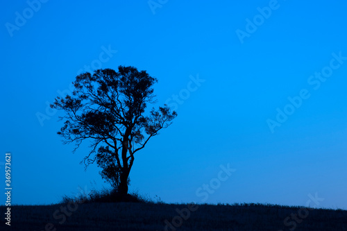 silhouette of a tree in the morning