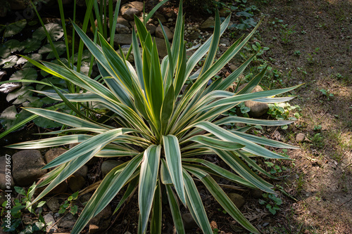 Fotografia Yucca Gloriosa Variegata on shore of garden pond