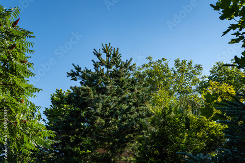 Japanese pine Pinus parviflora Glauca. Japanese pine Pinus parviflora Glauca with pine cones against blue summer sky. Evergreen landscaped garden. North Caucasus nature concept for design.