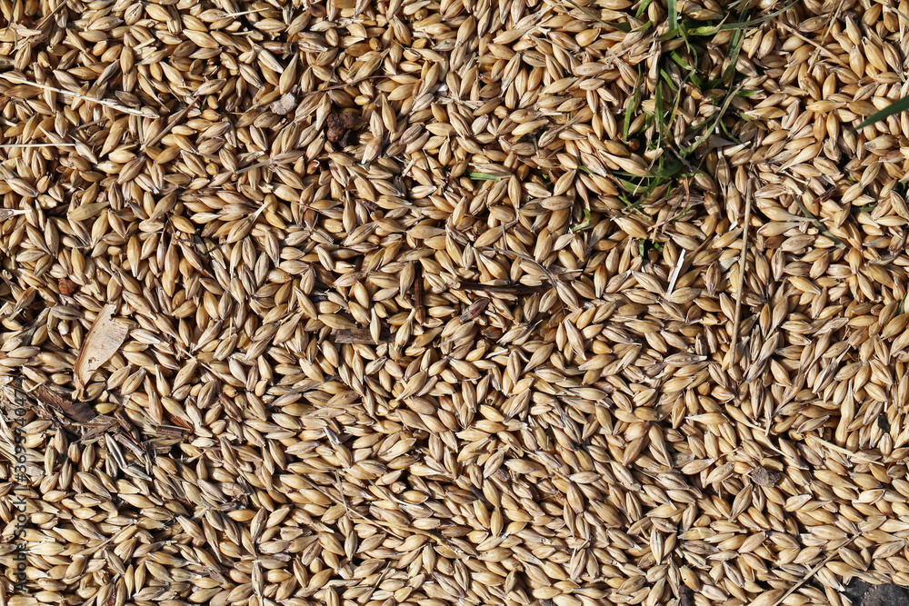Grains of barley scattered on the road Grains of barley scattered on the road