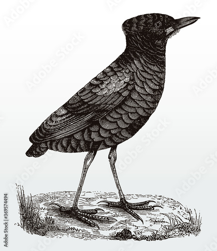 Giant pitta, hydrornis caeruleus in side view standing on the ground, after an antique illustration from the 19th century photo