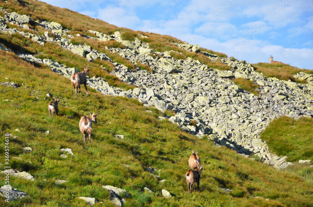 Stado kozic biegnie zboczem Wołowca, Tatry Zachodnie