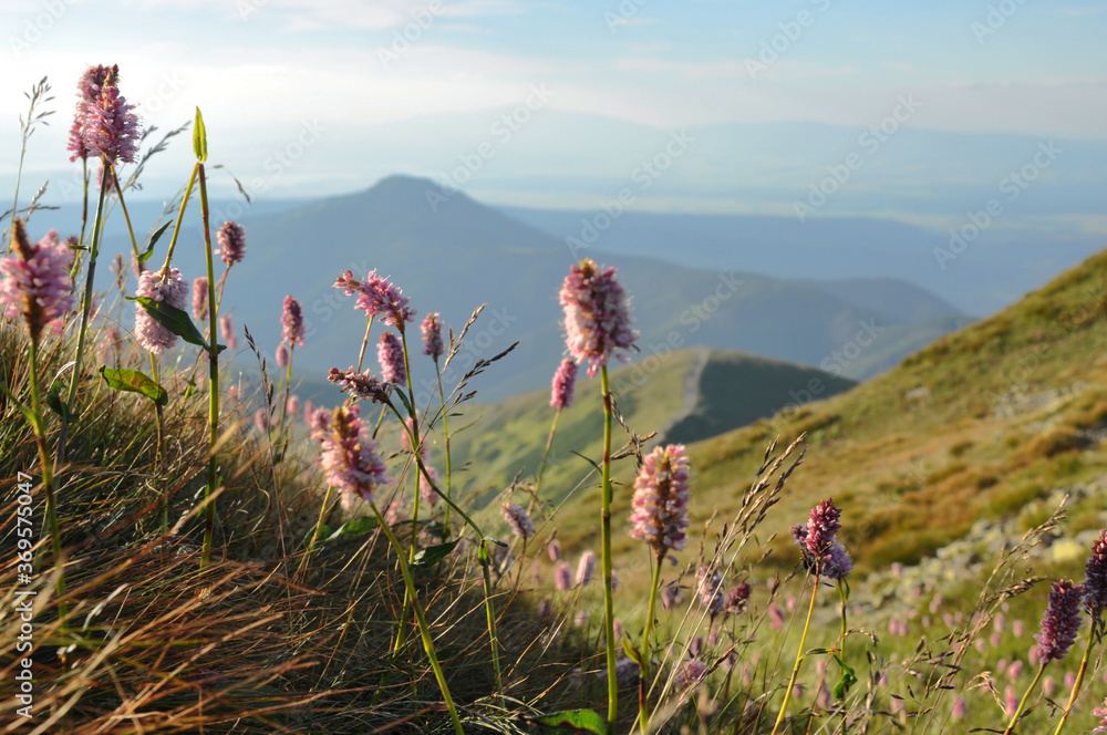 Obraz premium Łąka pokryta różowymi bylinami, Tatry Zachodnie, Polska