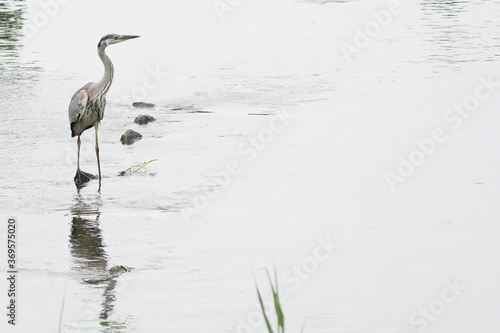 gray heron in pond