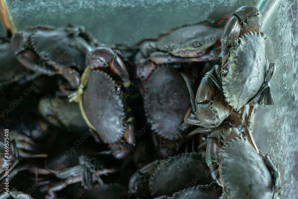 fresh Mud Crabs for sale at traditional seafood market fresh Mud Crabs for sale at traditional seafood market