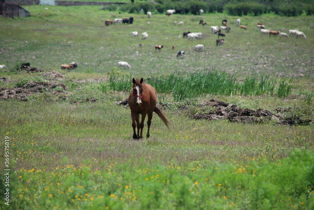 Fototapeta premium herd of cows