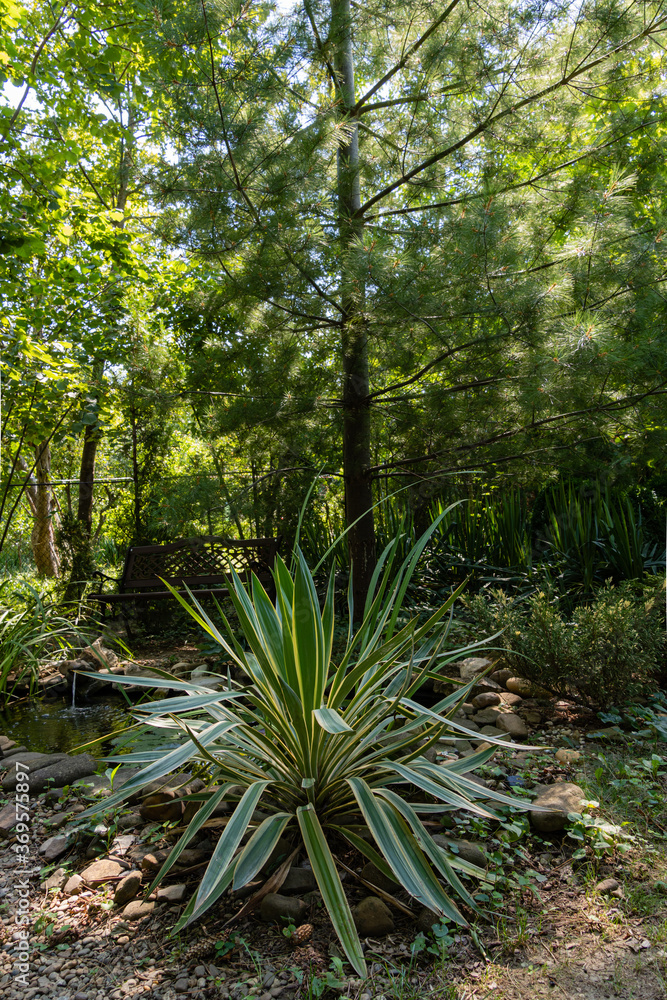 Obraz premium Yucca Gloriosa Variegata on shore of garden pond. Beautiful striped leaves of yucca gloriosa variegata in evergreen landscaped garden. Clear sunny summer day. North Caucasus nature concept for design.