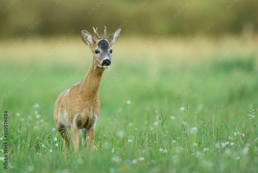 Roe deer young buck( Capreolus capreolus ) Roe deer young buck( Capreolus capreolus )