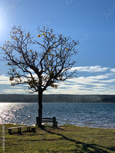 Ipê amarelo nas margens do Lago Paranoá