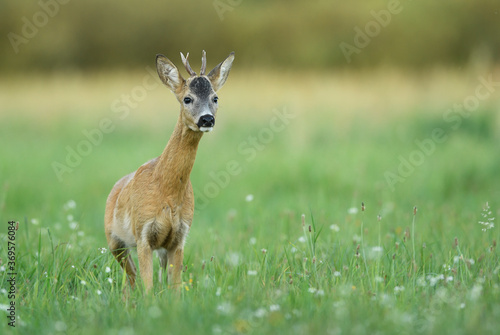 Roe deer young buck( Capreolus capreolus )