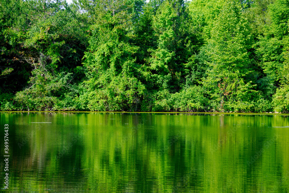 Beautiful reflection of green trees in water Beautiful reflection of green trees in water