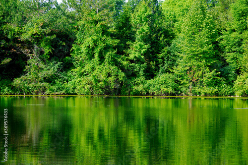 Beautiful reflection of green trees in water