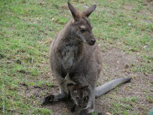 Kangaroo mit Baby © Mike