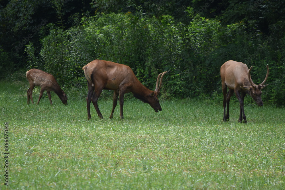 Elk in field