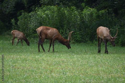 Elk in field © Zachary