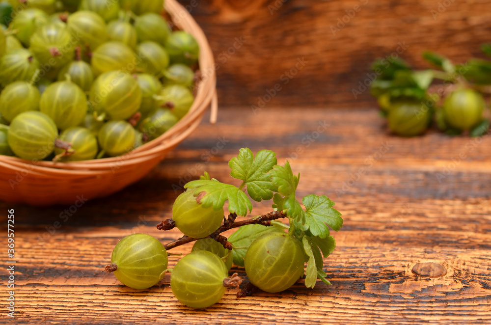 branch with green gooseberries close-up and berries in a basket on wooden background branch with green gooseberries close-up and berries in a basket on wooden background