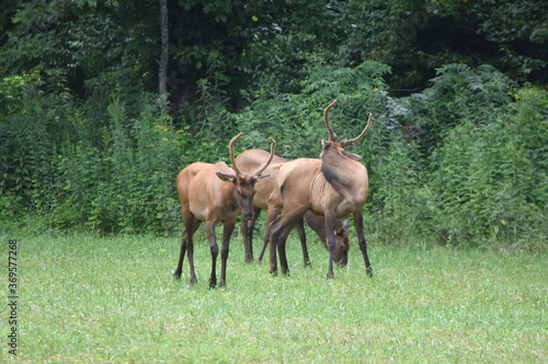 Elk in field