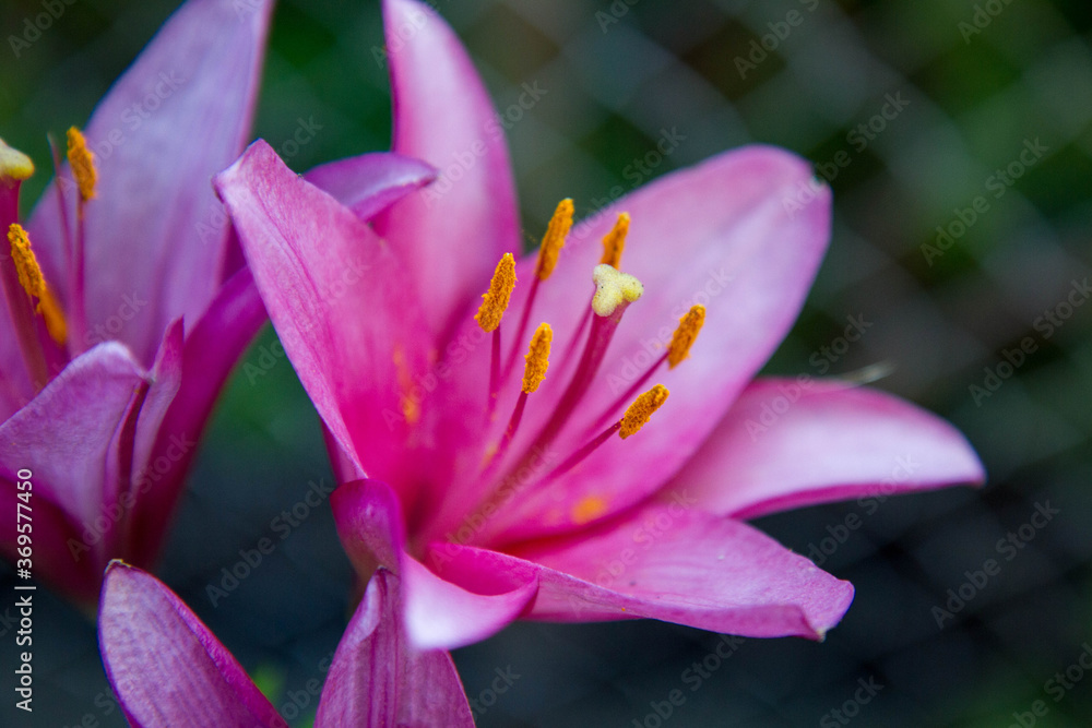 Pink lily flower blooming in close up Pink lily flower blooming in close up