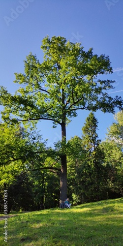 beautiful big tree in park