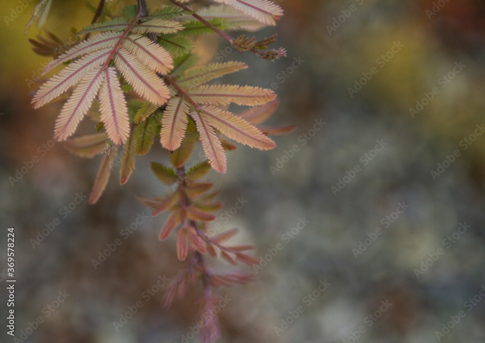 Fern-like leaves in autumn tones of red, orange and green with a very blurred background in bokeh neutral grays and greens with copyspace on one side Fern-like leaves in autumn tones of red, orange and green with a very blurred background in bokeh neutral grays and greens with copyspace on one side