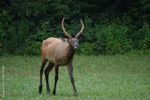 elk in field
