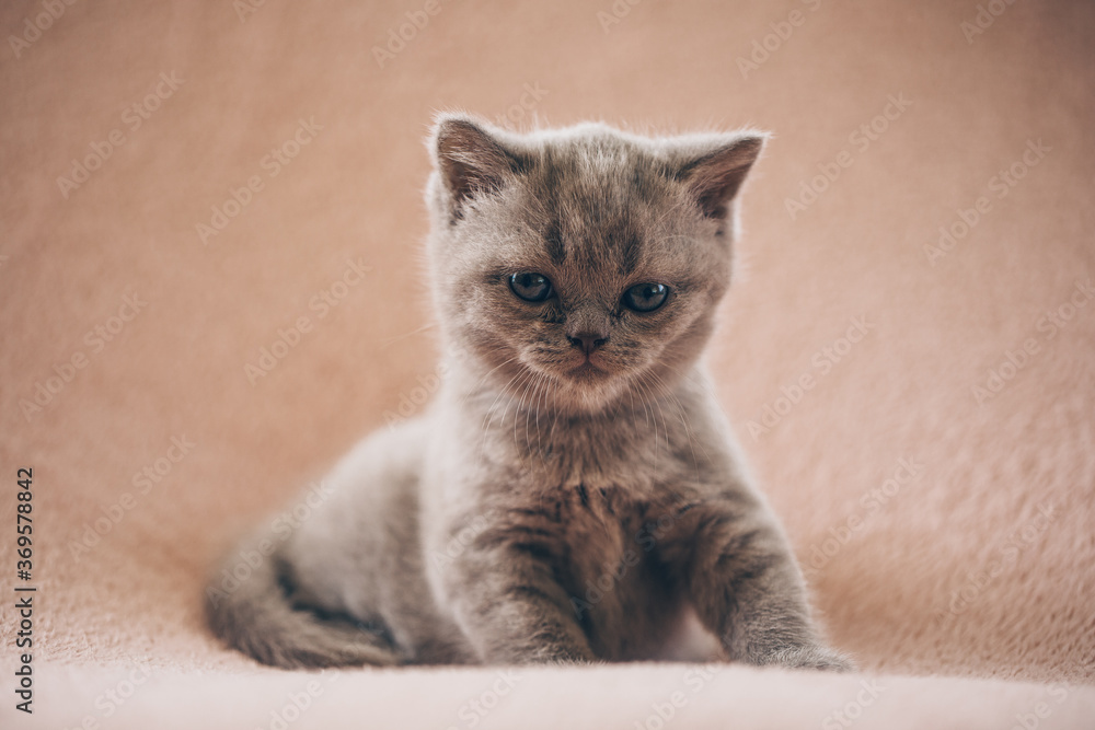 Obraz premium british kitten. Animal. Kitten. Cat. 