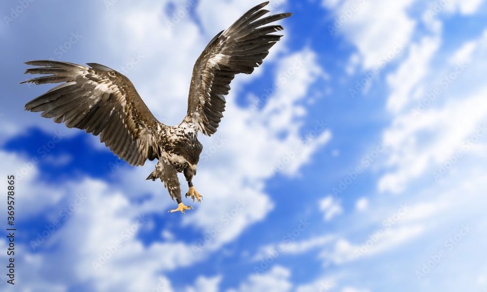 Obraz premium Animal.