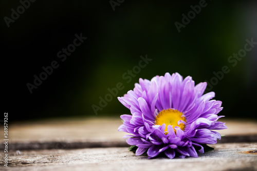 flower on wooden background
