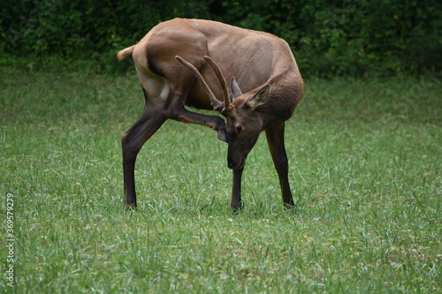 elk in field