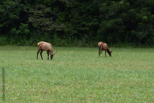 elk in field © Zachary