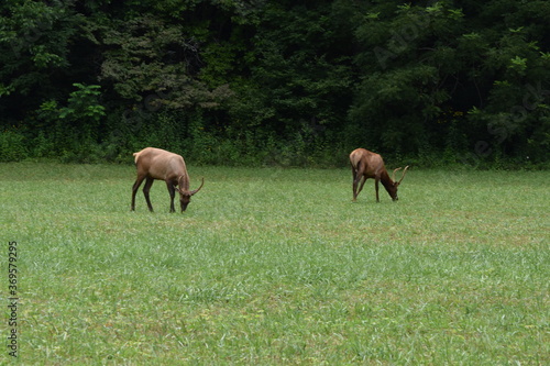 elk in field