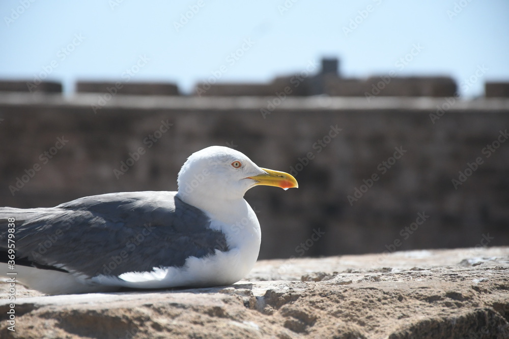 Nahaufnahme Möve vor Natursteinmauer Nahaufnahme Möve vor Natursteinmauer