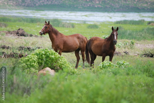 two horses grazing in a meadow