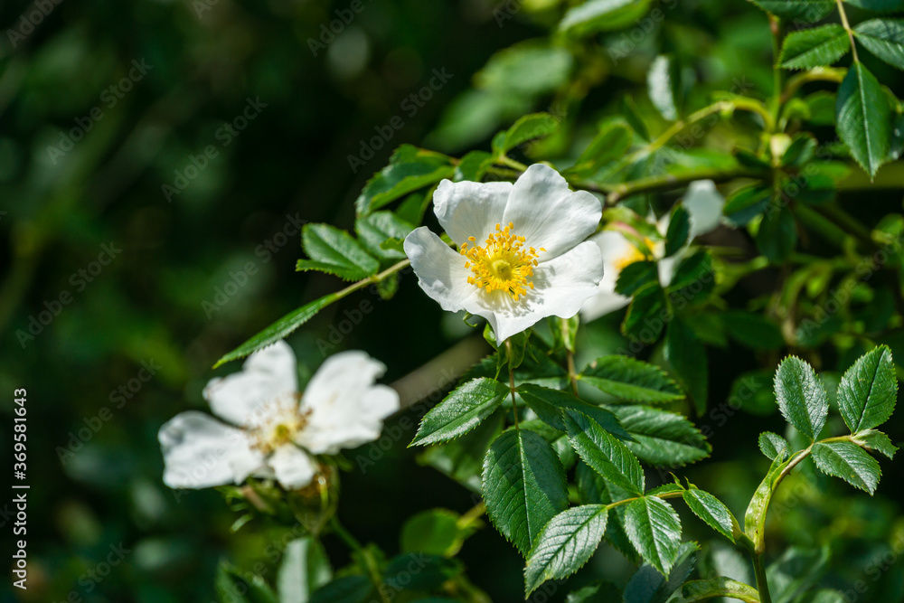 White dog rose (Rosa canina) beautiful single flower with green leaves background. White rosehip flower in the spring garden. Selective focus. Lyric motif for design. White dog rose (Rosa canina) beautiful single flower with green leaves background. White rosehip flower in the spring garden. Selective focus. Lyric motif for design.