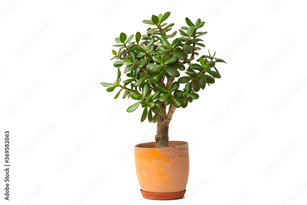 Succulent jade plant also money tree or tree of luck in ceramic pot isolated on white background Succulent jade plant also money tree or tree of luck in ceramic pot isolated on white background