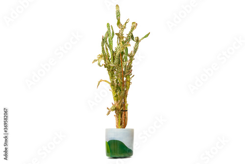 Opuntia monacantha - coat cactus in a pot isolated on white background. House plant. Nobody