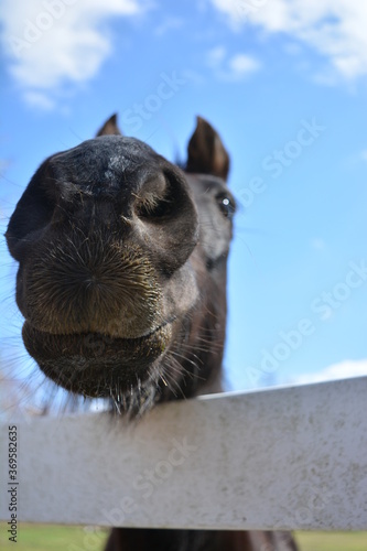 the horse's noes