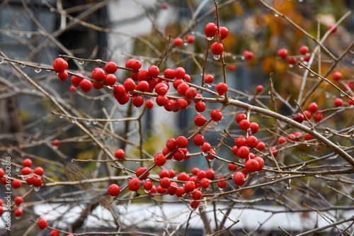 Cotoneaster is one of the woody plants of the Rosàcia family.