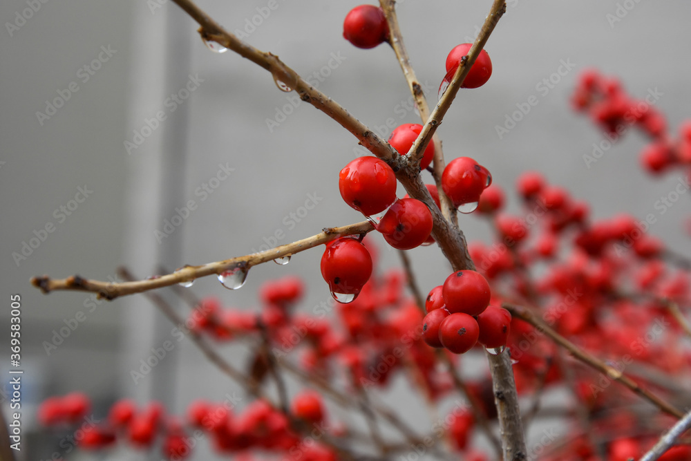 Cotoneaster is one of the woody plants of the Rosàcia family. Cotoneaster is one of the woody plants of the Rosàcia family.