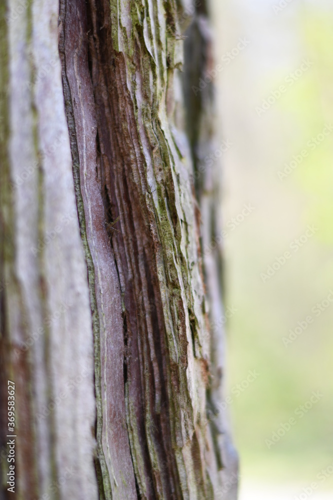 Fototapeta premium Rinde von Mammutbaum